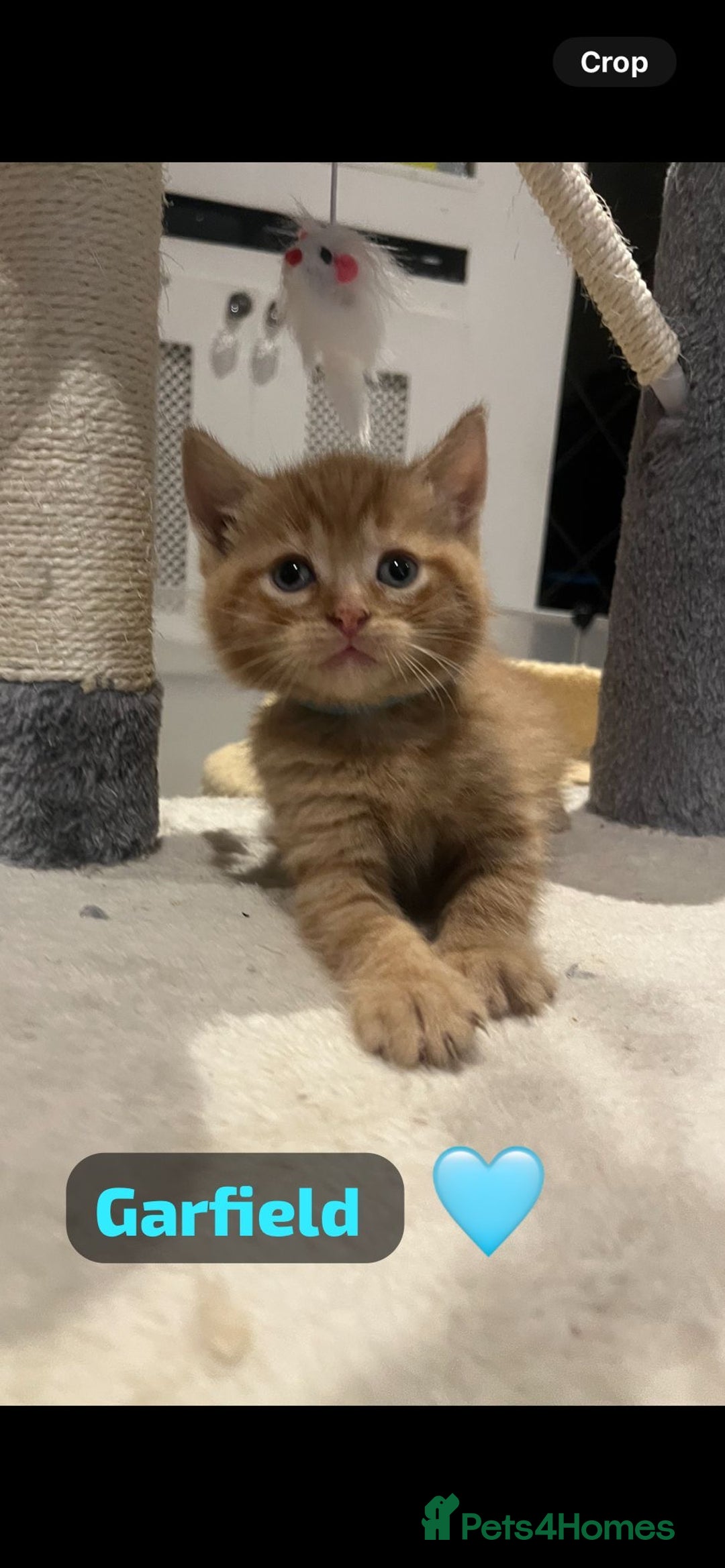 Mixed Breed cats for sale: 🐾 8 Beautiful kittens….🩵🩷 - Advert 32