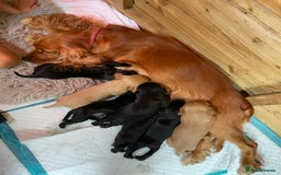 Cockerdor dogs for sale: Outstanding working gun puppies  - Image 13