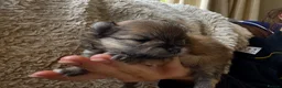 Pomeranian dogs for sale: KC Reg Pomeranian Girl puppy available  - Advert 21