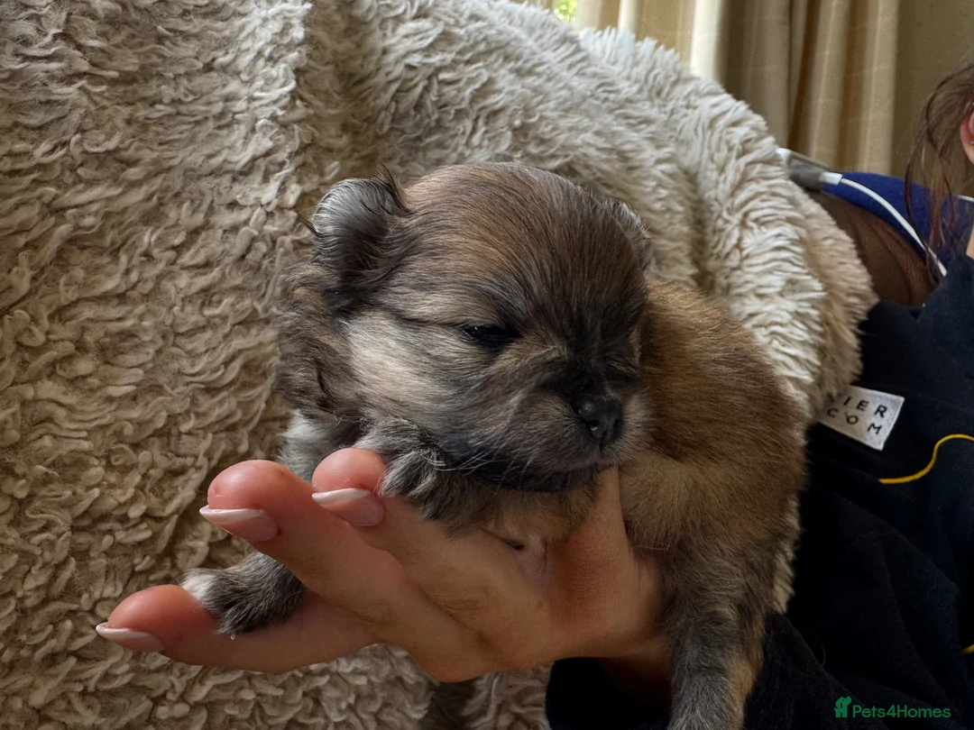 Pomeranian dogs for sale: KC Reg Pomeranian Girl puppy available  - Advert 21