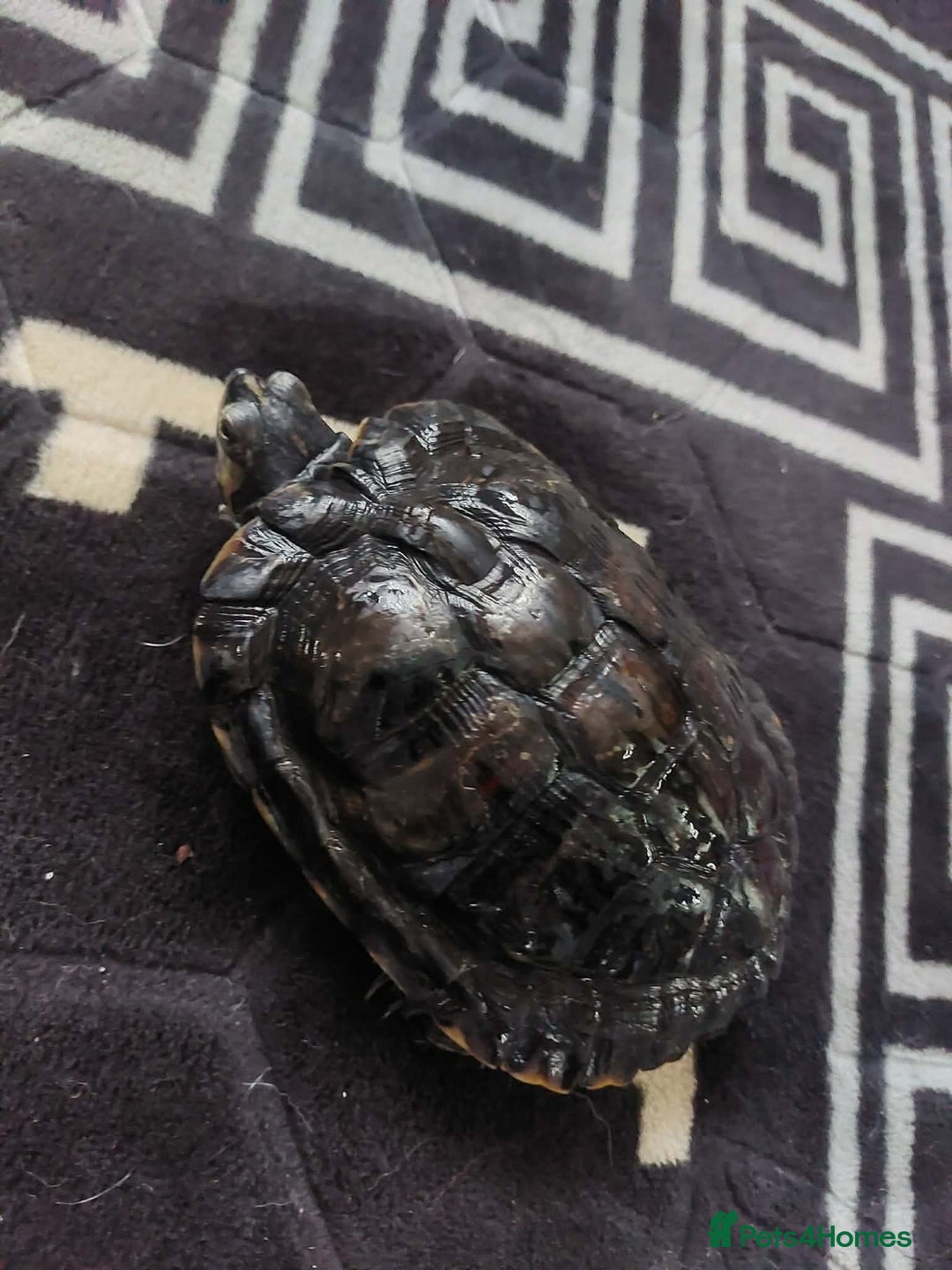 Turtle reptiles for sale: Male turtle - Advert 2