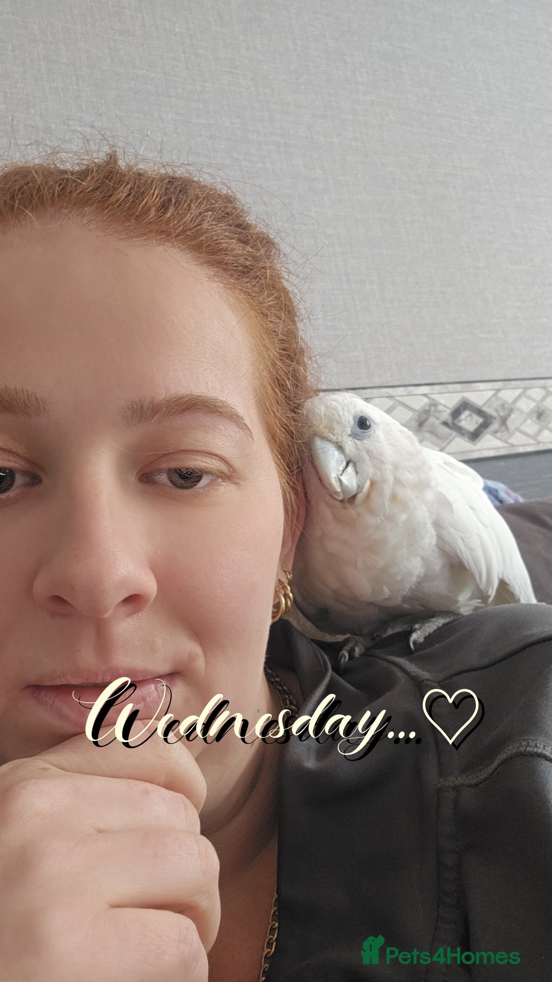 Parrots birds for sale: Beautiful parrot for sale  - Advert 3