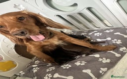 Cocker Spaniel dogs for sale: Pure breed cocker spaniels  - Image 8