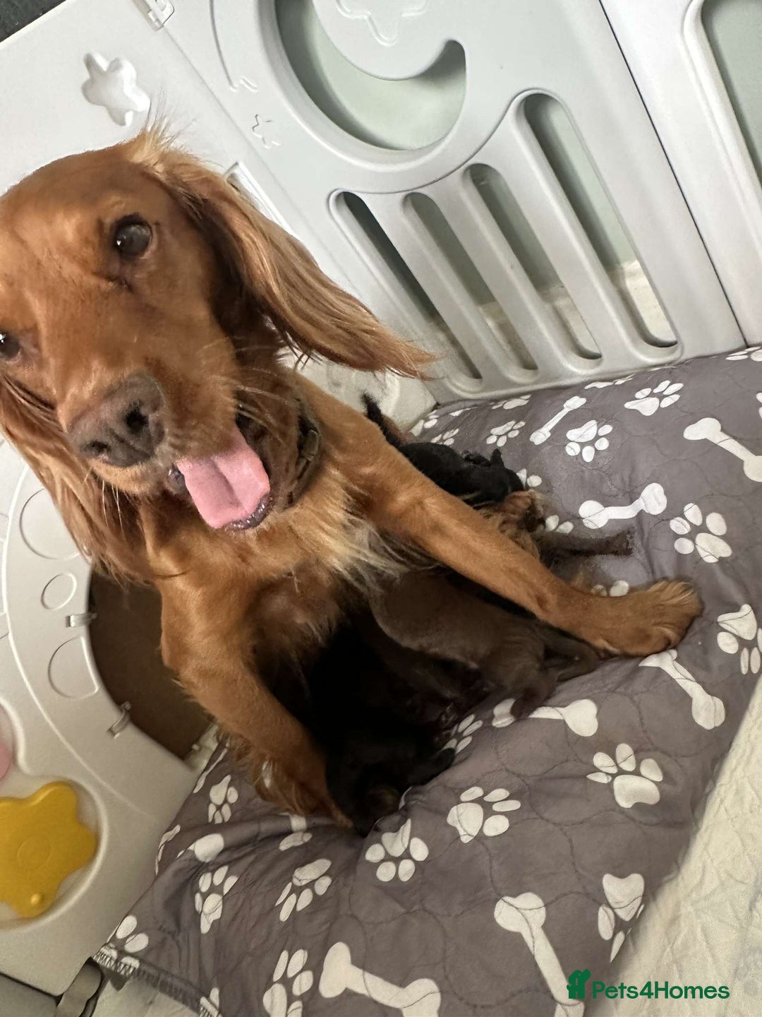 Cocker Spaniel dogs for sale: Pure breed cocker spaniels  - Image 8