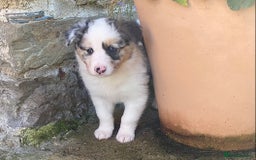 Border Collie dogs for sale: Beautiful Blue Merle collie  - Image 17