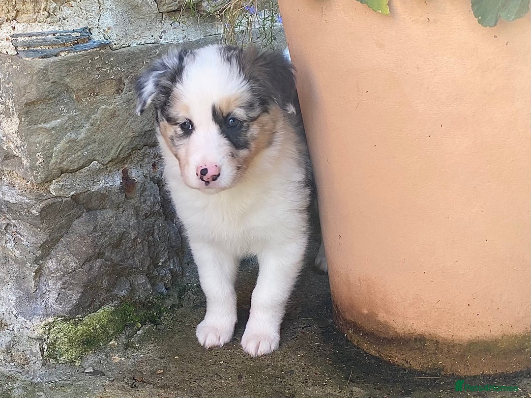 Border Collie dogs for sale: Beautiful Blue Merle collie  - Image 17
