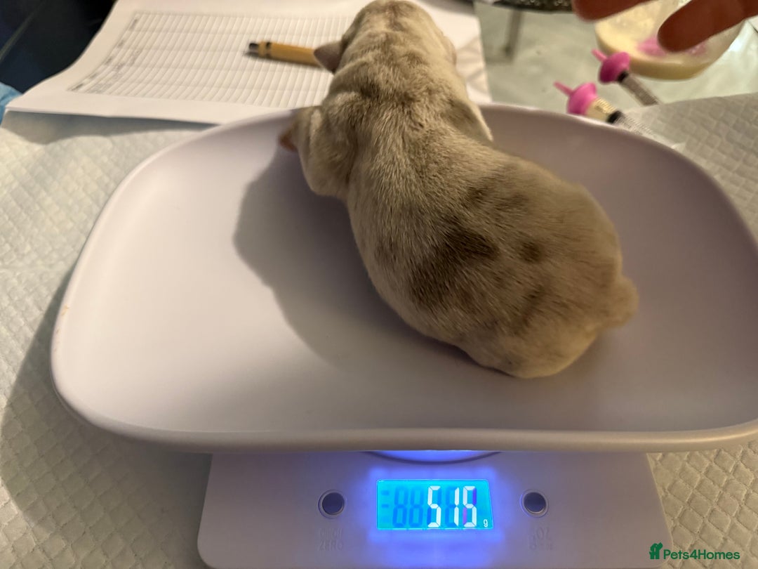 Mixed Breed dogs for sale: 3 girls 1 boy pup for sale - Image 4