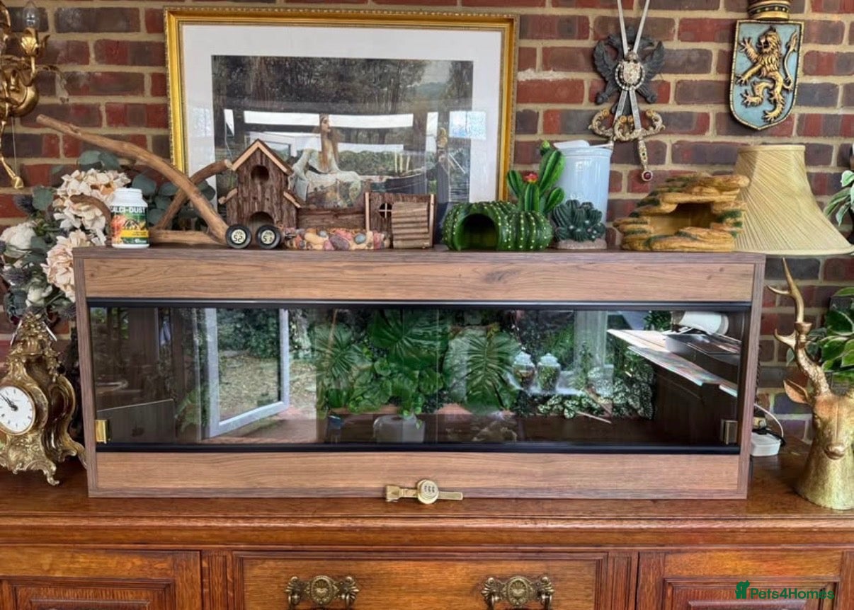 Python Snake reptiles for sale: 🌿 NEW BESPOKE 4FT REPTILE VIVARIUM full setup - Advert 8