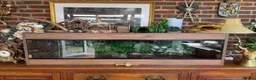 Python Snake reptiles for sale: 🌿 NEW BESPOKE 4FT REPTILE VIVARIUM full setup - Advert 1