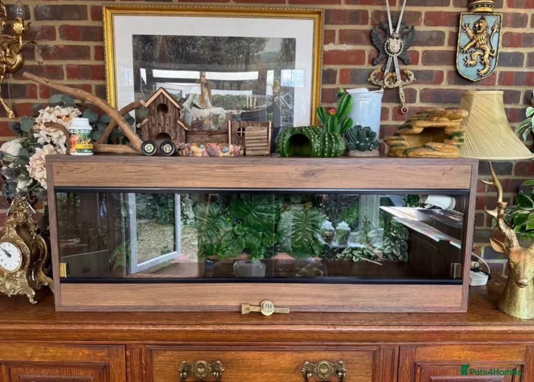 Python Snake reptiles for sale: 🌿 NEW BESPOKE 4FT REPTILE VIVARIUM full setup - Advert 1