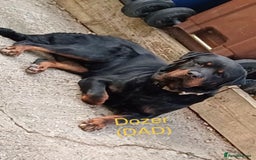 Rottweiler dogs for sale: 8 beautiful chunky Rottweiler puppies  - Image 3