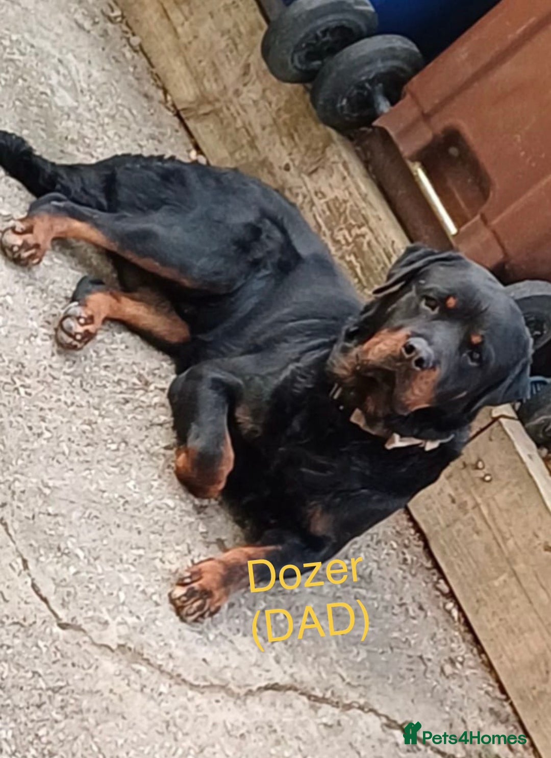 Rottweiler dogs for sale: 8 beautiful chunky Rottweiler puppies  - Image 3