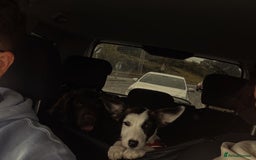 Mixed Breed dogs for sale: Jack Russel x border collie  - Image 1