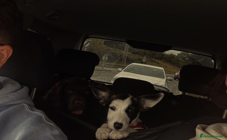 Mixed Breed dogs - Advert 1