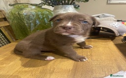 Mixed Breed dogs for sale: 9 Gorgeous pups looking for their forever home - Image 35