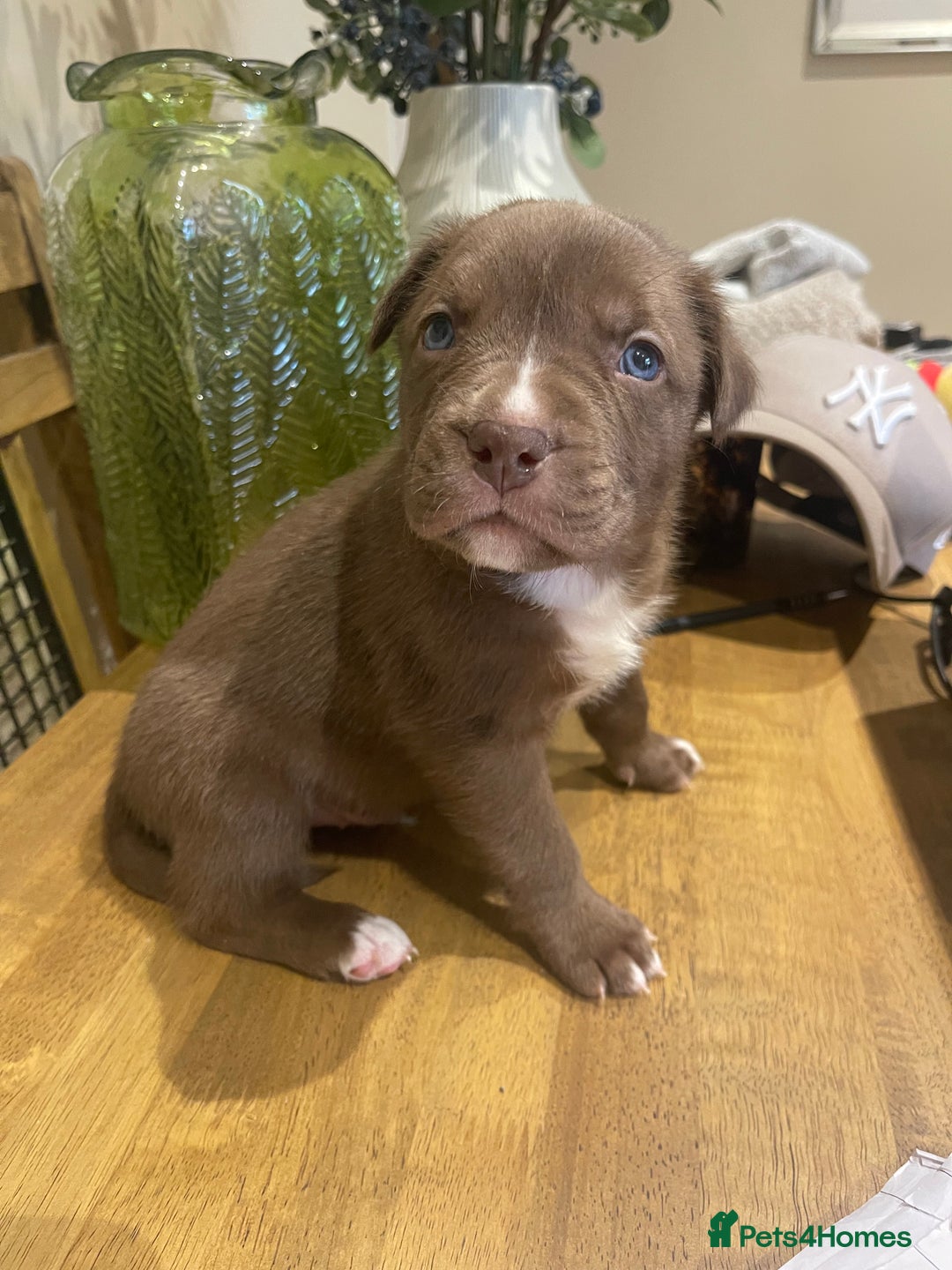 Mixed Breed dogs for sale: 9 Gorgeous pups looking for their forever home - Image 35