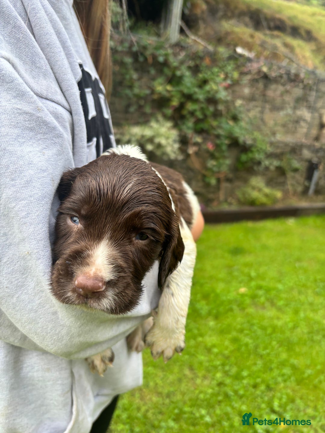 English Springer Spaniel dogs for sale: Springer Spaniel Puppies  - Image 26