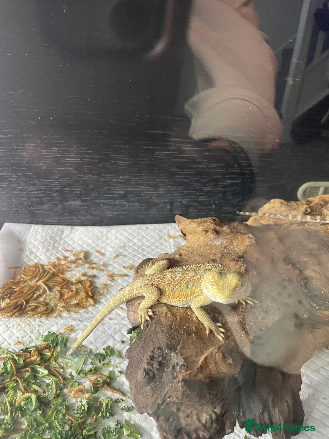 Bearded Dragon reptiles for sale: Over 30 bearded dragons needs there forever homes - Advert 3