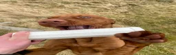 Hungarian Vizsla dogs for stud: European champion sired -Imported Hungarian Vizsla - Advert 10