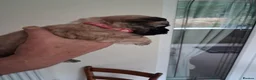 Cairn Terrier dogs for sale: 7 Adorable Cairn Terrier Pups - Advert 27