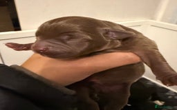 Mixed Breed dogs for sale: French bulldog/terrier cross  - Image 7