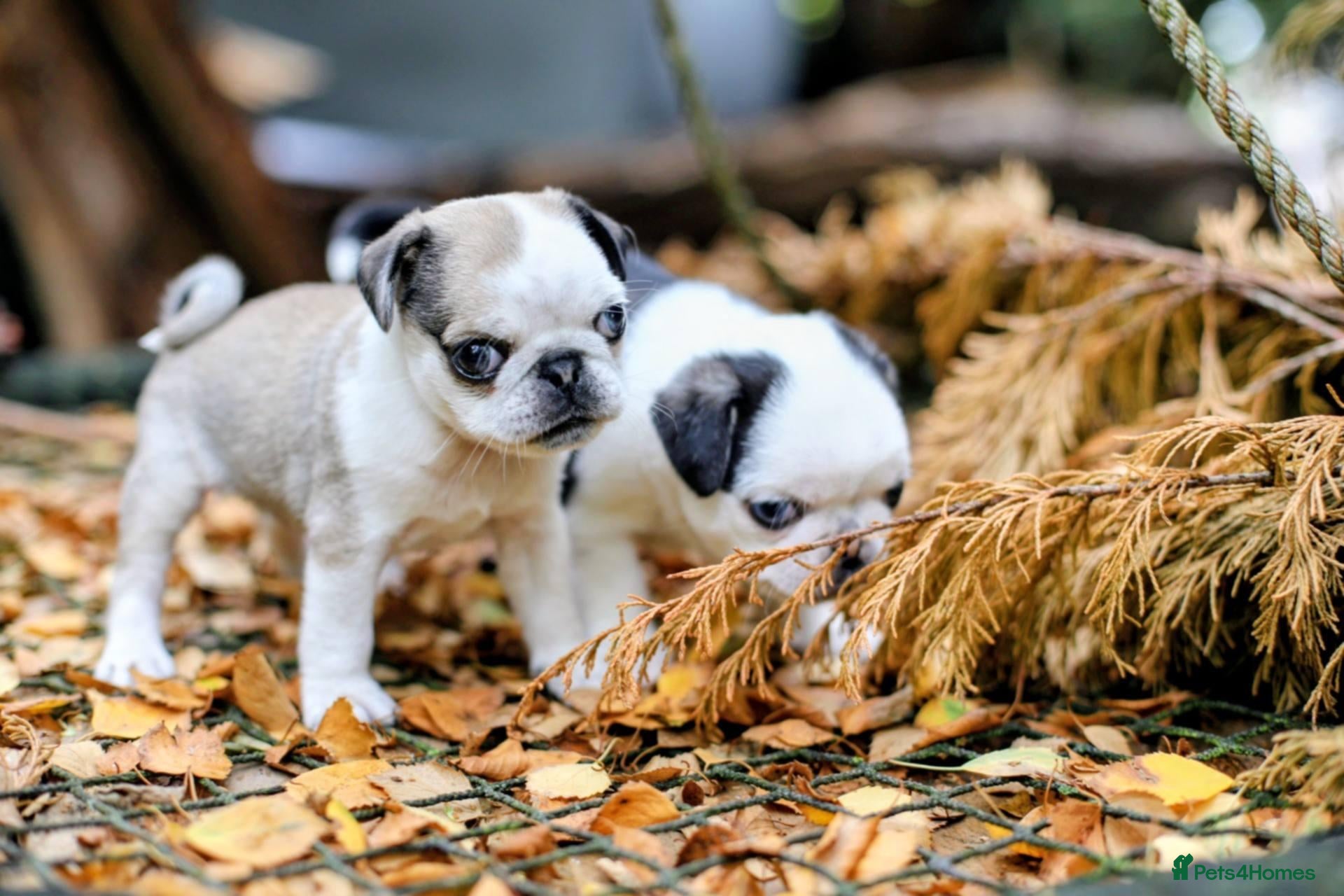Pug dogs Panda pugs - Advert 2