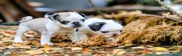 Pug dogs for sale: Panda pugs in Bishop Auckland - Advert 10