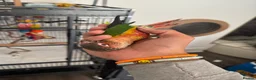 Conures birds for sale: Red factor, yellow sided pineapple conure - Advert 30