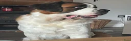 Saint Bernard dogs for sale: Female Saint Bernard  - Advert 3