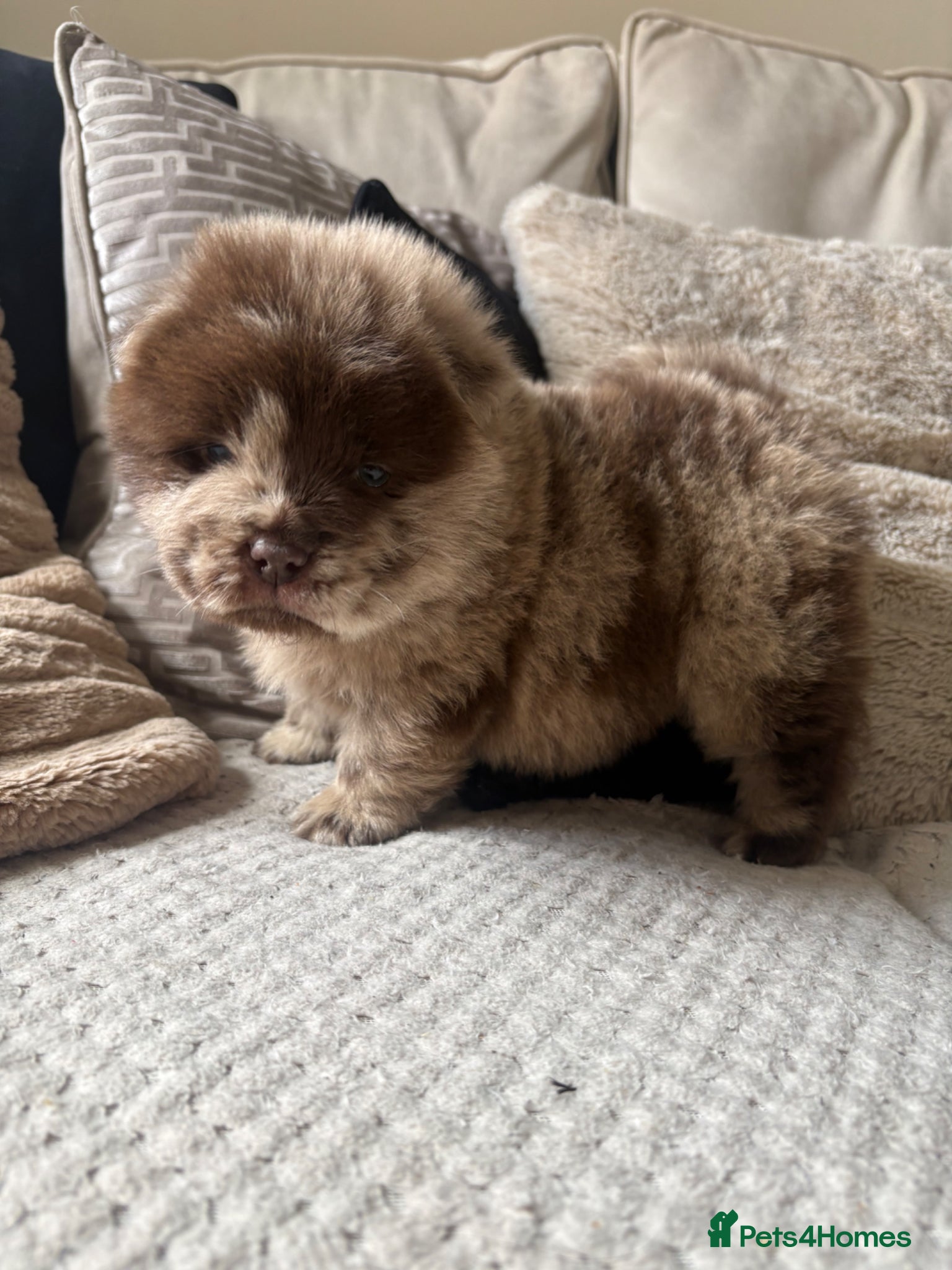 Chow Chow dogs Chow Puppies - Advert 11