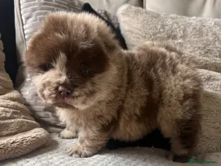 Chow Chow dogs Chow Puppies - Advert 11