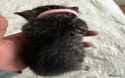 Maine Coon cats for sale: Adorable Kittens  - Image 21