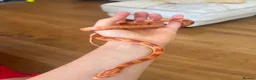 Corn Snake reptiles for sale: Albino Corn Snake  in Broadstone - Advert 3