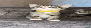 Tabby kitten toffee TWIN 