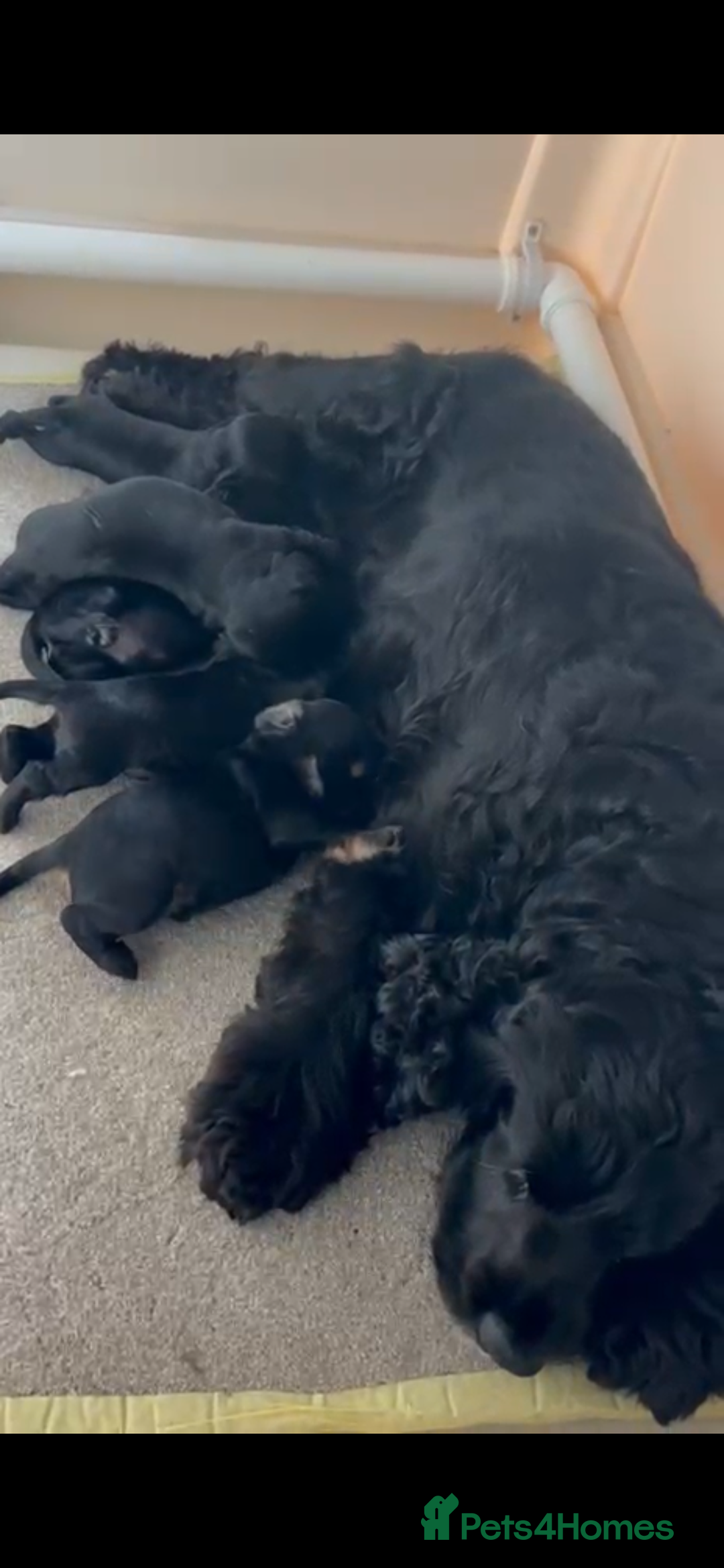 Cocker Spaniel dogs for sale: 5 Pedigree KC Show Cocker Spaniels - Image 6