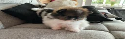 Pomeranian dogs for sale: True Tiny pomeranians teddy bear faced*ready now * - Advert 13
