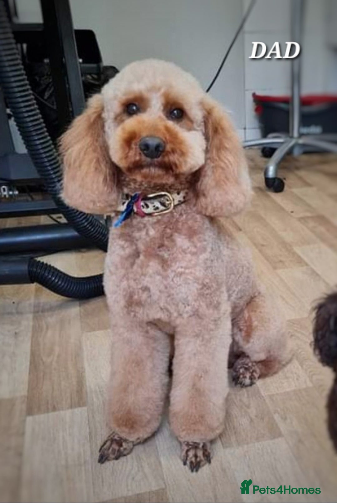 Cavapoo dogs for sale: Adorable F1b Cavapoo Puppies Ready 15th November - Image 6