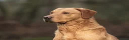 Labrador Retriever dogs for sale: KC registered fox red working line Labradors - Advert 16
