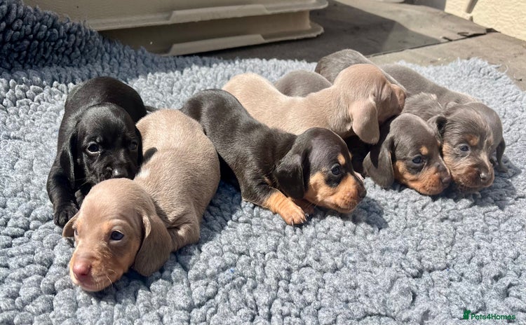 Miniature Dachshund dogs - Advert 2