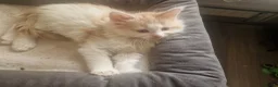 Mixed Breed cats for sale: mix Mainecoon - 1female- 1male - Advert 10