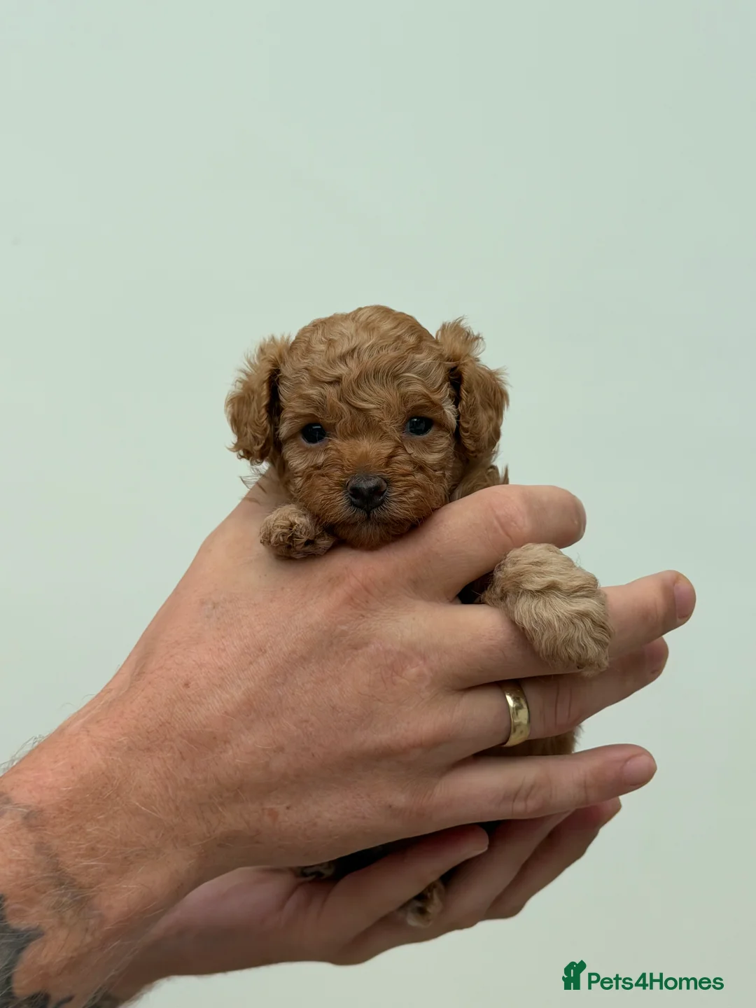 Cavapoo dogs for sale: RED TOY CAVAPOO PUPPIES  - Advert 2
