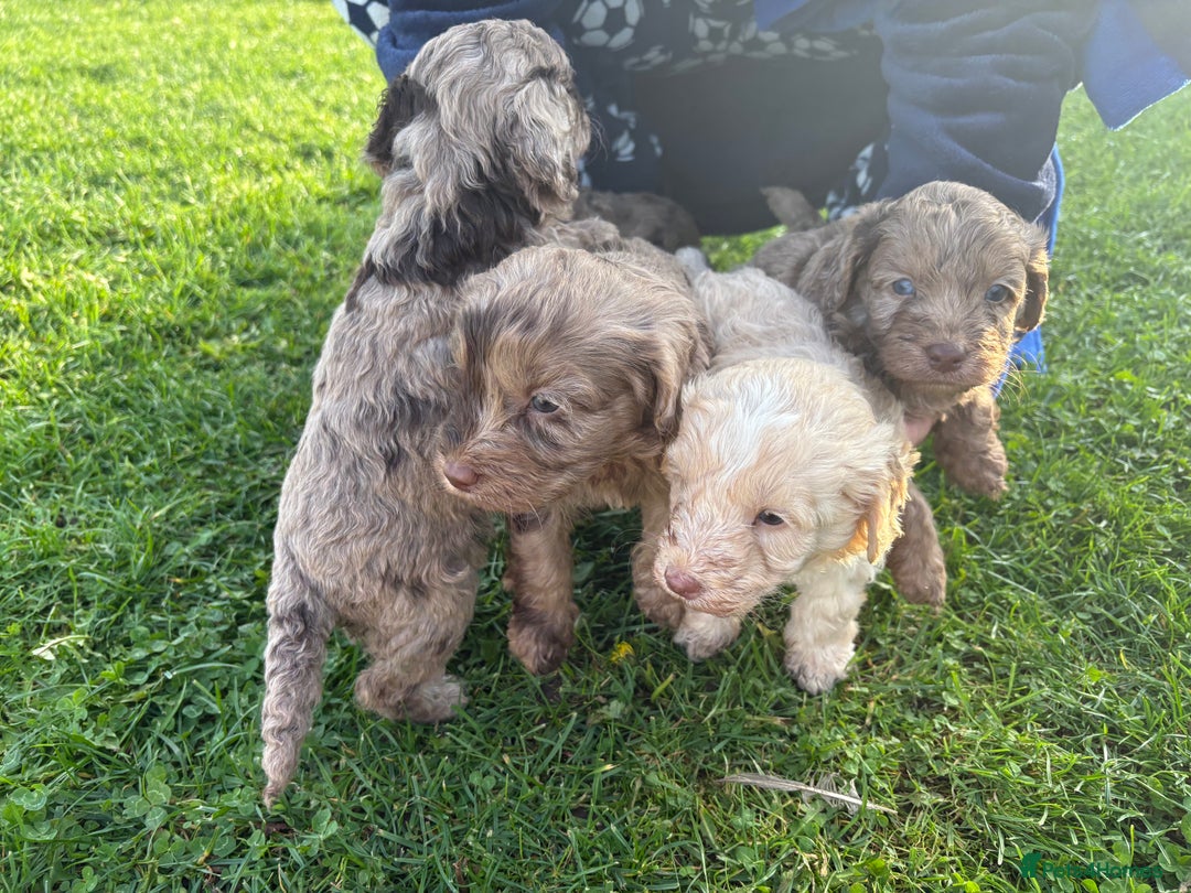 Cockapoo dogs for sale: American cockapoo - Image 8