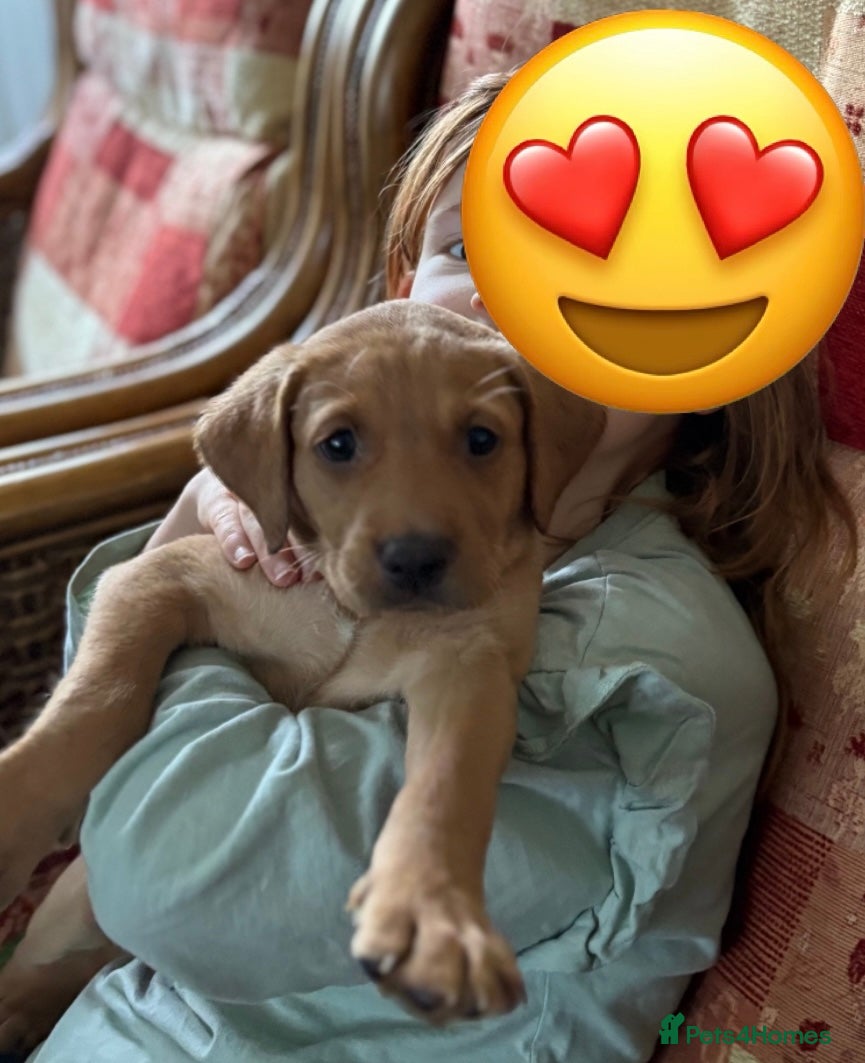 Labrador Retriever dogs Stunning Fox Red Labrador Boy - KC registered - Advert 4