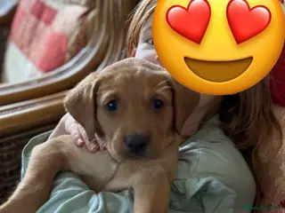 Labrador Retriever dogs Stunning Fox Red Labrador Boy - KC registered - Advert 4
