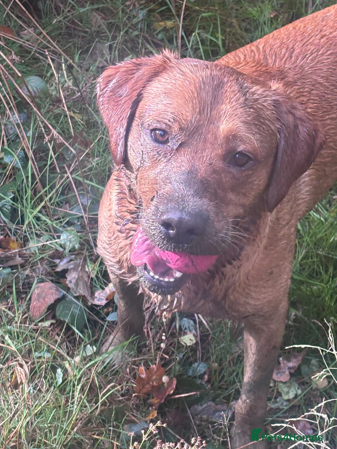 Labrador Retriever dogs for stud: Unproven 1st time fox red Labrador  - Advert 2