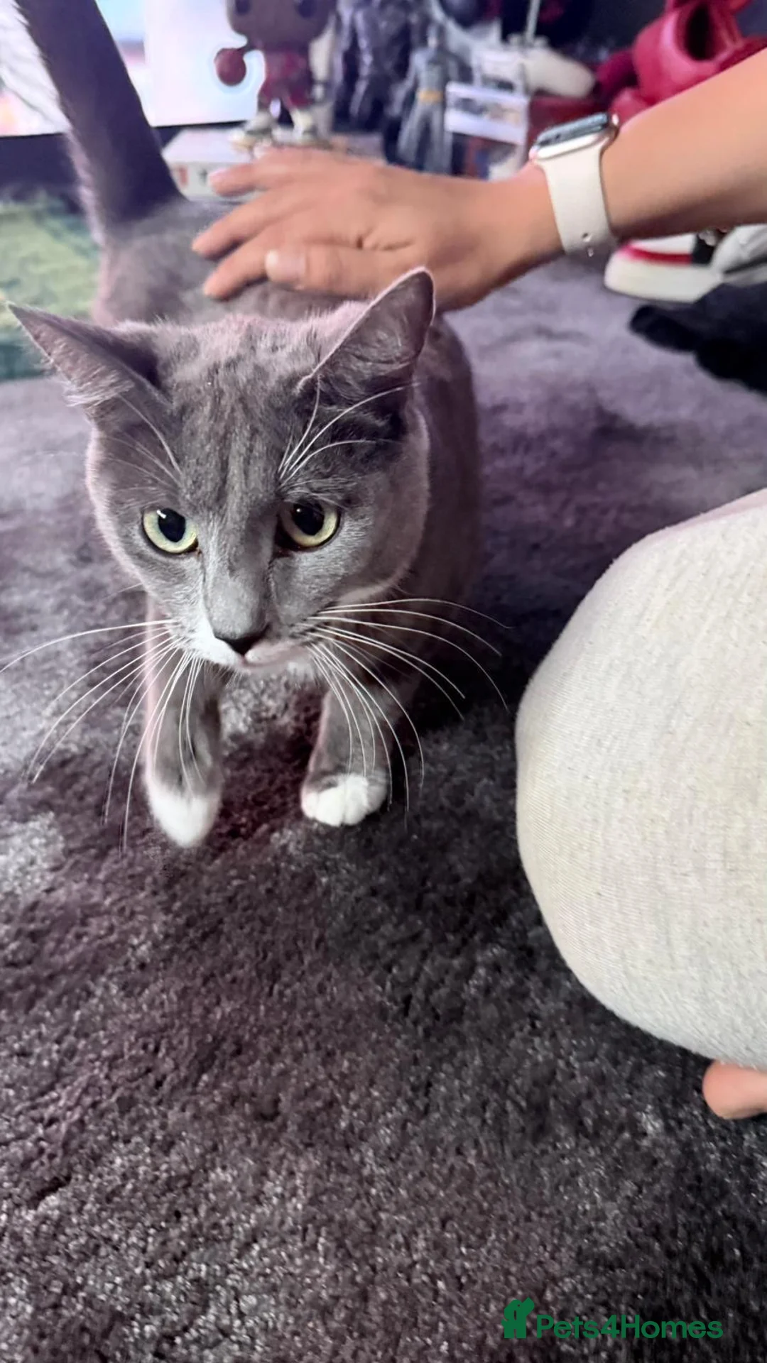 Mixed Breed cats for sale: Kittens for sale in Hinckley - Advert 2