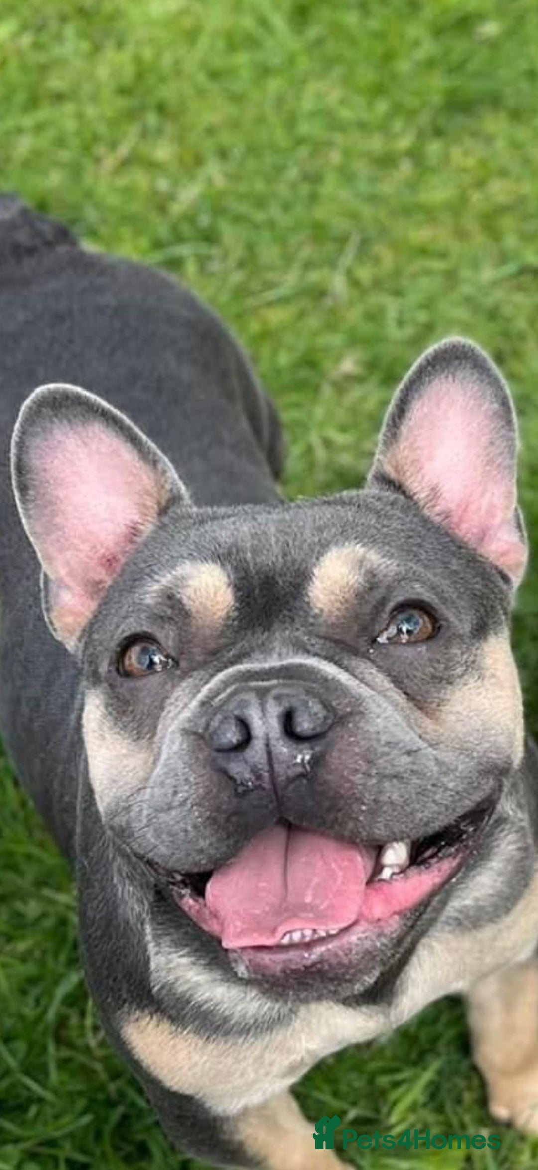 French Bulldog dogs for sale: French bulldogs puppies for sale  - Image 4