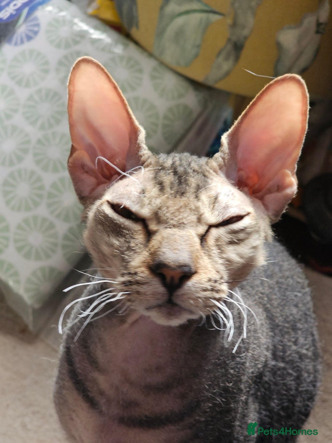 Sphynx cats for sale: Sphynx x Siamese kittens - Advert 9