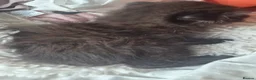 Scottish Fold cats for sale: Beautiful black British shorthair/ fold kittens  - Advert 6