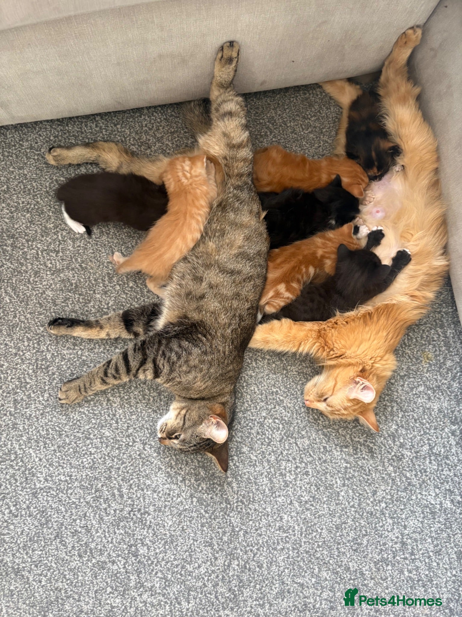 Mixed Breed cats Mixed breed kittens  - Advert 2
